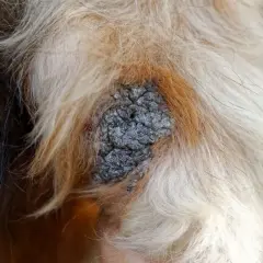 Hautveränderung bei einem Hund, die auf Liegeschwielen hindeutet. Behandlung ist wichtig.