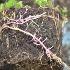Ein Wurzelballen mit vielen feinen Wurzeln und einigen dickeren, violetten Trieben. Dies ist ein Beispiel für eine Minze, die eine Wurzelsperre benötigt, um sich nicht unkontrolliert auszubreiten.