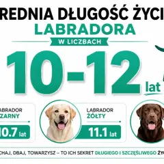 Średnia długość życia labradora to 10-12 lat. Czarny żyje 10.7, żółty 11.1, a czekoladowy 10.4 lat.