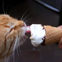 Czy koty mogą jeść lody? Dowiedz się, dlaczego to niebezpieczne