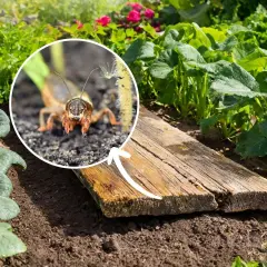 Zbliżenie na turkucia podjadka w okręgu, obok drewnianej pułapki w ogrodzie.