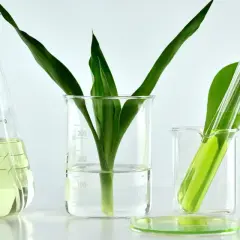 Verre de laboratoire avec des plantes vertes et un liquide jaune, évoquant la recherche sur le collagène végétal.