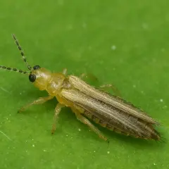Eine gelbliche Larve von Thripsen mit langen Fühlern und Flügeln sitzt auf einem grünen Blatt.