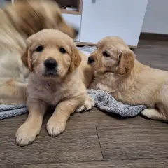 Gdzie kupić Golden Retrievera? Sprawdź bezpieczne hodowle ZKwP