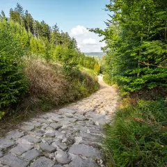 Kamienna ścieżka prowadzi przez gęsty las w kierunku skalnego miasta.