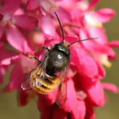 Une abeille solitaire, aux rayures orangées et noires, butine sur des fleurs roses vives.