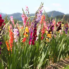 Buntes Feld mit Gladiolen. Die Gladiolen pflanzen blühen in vielen Farben, von Rot und Rosa bis Lila und Gelb, vor einer sanften Hügellandschaft.