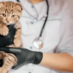 Gato atigrado en manos enguantadas de veterinario, con estetoscopio. Posiblemente evaluando síntomas de síndrome vestibular en gatos.