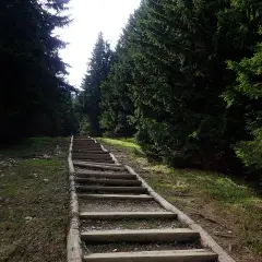 Drewniane schody w lesie, przypominające gęsią szyję, pną się w górę wśród gęstych drzew.