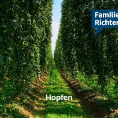 Reihe von hohen Hopfenpflanzen, die einen Weg säumen. Ein Schild mit "Familie Richter" ist oben rechts angebracht.