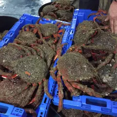 Cajas azules llenas de centollas recién capturadas, listas para la veda centolla. Sus patas rojas y caparazones cubiertos de algas destacan.