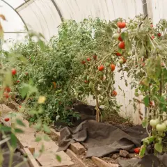 W szklarni dojrzewają pomidory. Zastanawiasz się, co sadzić z pomidorami w szklarni? Obok rosną ogórki, a w tle widać inne warzywa.