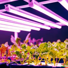 Młode rośliny pod lampami LED, które zapewniają idealne światło dla roślin. Różowe i fioletowe światło sprzyja ich wzrostowi.