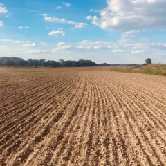 Pole uprawne z rzędami młodych roślin, gotowe na nawozy wieloskładnikowe. Błękitne niebo z chmurami.