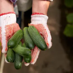 Ręce w rękawiczkach trzymają świeżo zebrane ogórki. Planujesz zbiory jesienne? Właśnie teraz jest idealny czas, kiedy siać ogórki, by cieszyć się nimi jesienią.