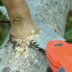 Un ramo di noce viene tagliato con una sega. La potatura noce è essenziale per la salute dell'albero.