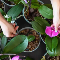 Mains s'occupant d'orchidées, l'une retirant une fleur fanée, l'autre vérifiant les feuilles. Comment s'occuper d'une orchidée qui a perdu ses fleurs.
