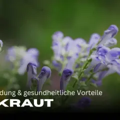Zarte lila Blüten des Helmkrauts vor grünem Hintergrund. Die Wirkung des Helmkrauts ist vielfältig.