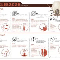 Jak rozpoznać kleszcza? Kluczowe cechy, różnice i co robić