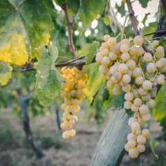 Grappoli dorati di caprettone del Vesuvio pendono rigogliosi, baciati dal sole, pronti per essere trasformati in un vino unico.