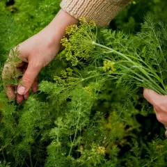 Hände ernten frischen Dill. Zarte grüne Zweige und gelbe Blütenstände sind zu sehen.