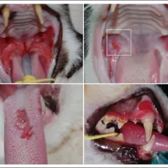 Katzen mit Calicivirus zeigen oft wunde Mäuler und Zungen. Die Lebenserwartung einer Katze mit Calicivirus hängt von der Schwere der Infektion ab.