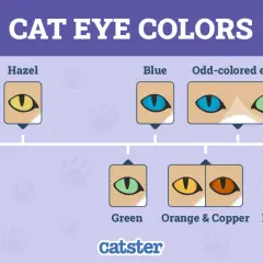 Chart of cat eye colors, showing ordinary types like yellow, amber, hazel, blue, and green, plus rarer odd-colored and dichroic eyes.