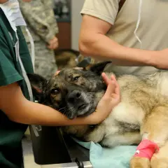 Veterinario acaricia a un perro con pata vendada, en un momento de calma antes de cumplir los requisitos para sacrificar un perro.