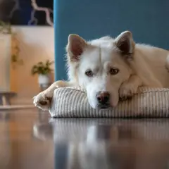 Un perro blanco yace en su cama, con la cabeza apoyada en una pata. Su mirada triste podría indicar depresión en perros.