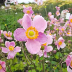 Gros plan sur une **anémone fleur** rose pâle aux pétales délicats et au cœur jaune vif. D'autres fleurs similaires parsèment le fond verdoyant.