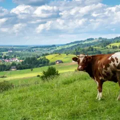Brązowo-biała krowa na zielonym wzgórzu, w tle malowniczy krajobraz z wioską i lasami. Widok z przełęczy Snozka.