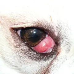 Ojo de cereza perro. Una protuberancia rosada y carnosa sobresale del ojo de un perro blanco, cubriendo parte de la pupila.