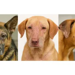 Tres perros con leishmaniasis, mostrando lesiones cutáneas y faciales.