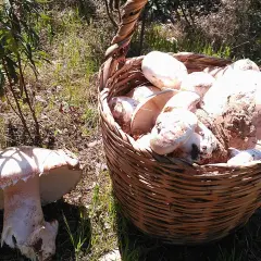 Cesta llena de setas amanita ponderosa recién recolectadas, junto a otra seta en el suelo.