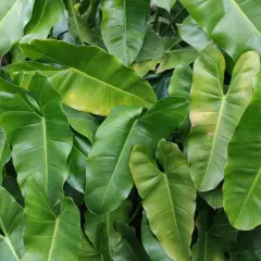 Gęste, zielone liście Philodendron Spiritus Sancti tworzą bujną, tropikalną ścianę.