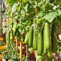 Courgettes vertes pendant sur des tiges, un vrai fruit ou légume, avec des fleurs orangées en arrière-plan.