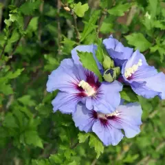 Kiedy sadzimy hibiskus, aby uniknąć niepowodzeń w uprawie?