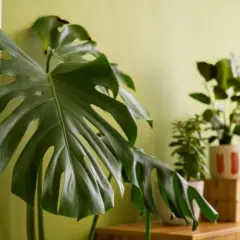 Kwitnąca Monstera w Domu: Jak Osiągnąć Sukces?