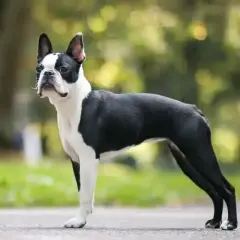 Elegancki boston terier w czarno-białej szacie stoi na tle zieleni.