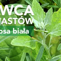 Jak skutecznie zwalczać chwast komosa i chronić swoje uprawy