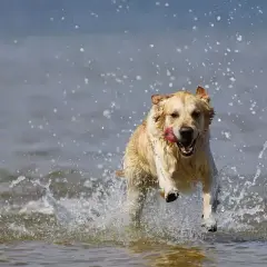 Żywienie Golden Retrievera: Klucz do zdrowia, bez nadwagi i chorób stawów