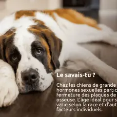 Un Saint-Bernard se repose. Saviez-vous que l'âge idéal quand stériliser chienne de grande race dépend de sa croissance osseuse ?
