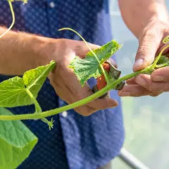 Mains d'un jardinier taillant une tige de concombre avec des ciseaux. La taille du concombre est essentielle pour une bonne croissance.