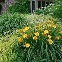 Eine üppige gartengestaltung mit taglilien, umrahmt von verschiedenen Gräsern und einem steinernen Torbogen.