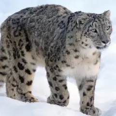 Leopardo de las nieves en la nieve, listo para cazar. Su dieta se basa en animales de montaña.