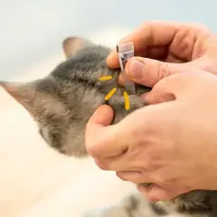 ¿A los gatos se les pega las garrapatas? Riesgos y prevención esenciales