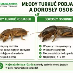 Młody turkuć podjadek, mniejszy i bez skrzydeł, kontrastuje z dorosłym osobnikiem. Larwa turkucia podjadka jest jaśniejsza i żyje pod ziemią.