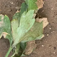 Foglie di prezzemolo con macchie marroni e biancastre, possibili segni di malattie del prezzemolo, su terreno sabbioso.