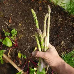 Main d'un jardinier tenant une botte d'asperges fraîchement cueillies, signe d'un bon entretien de la culture.