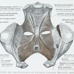 Anatomical illustration of the pelvis, showing the levator ani and coccygeus muscles, including the mięsień guziczny.